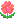 小さな桜草の花のアニメーション